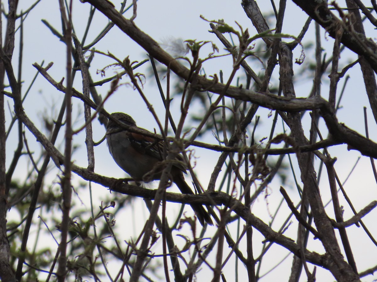 Bridled Sparrow - ML642713339