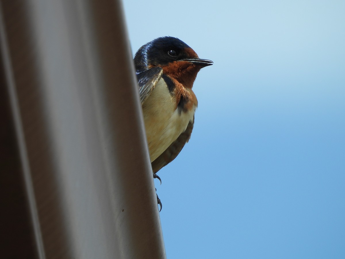Hirondelle rustique - ML642713360