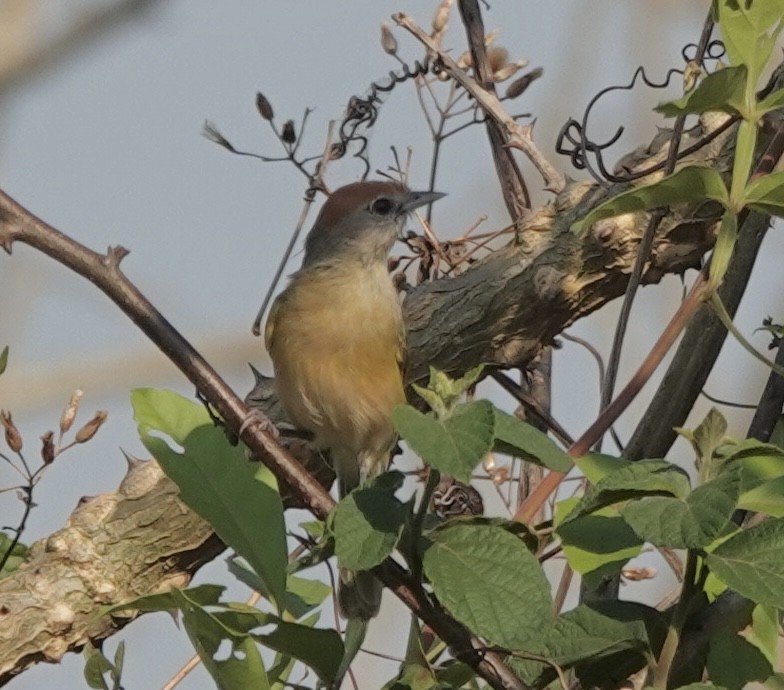 Grauaugenvireo [unbeschriebene Beni-Form] - ML642713397