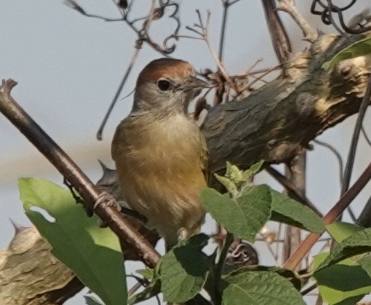 Grauaugenvireo [unbeschriebene Beni-Form] - ML642713398
