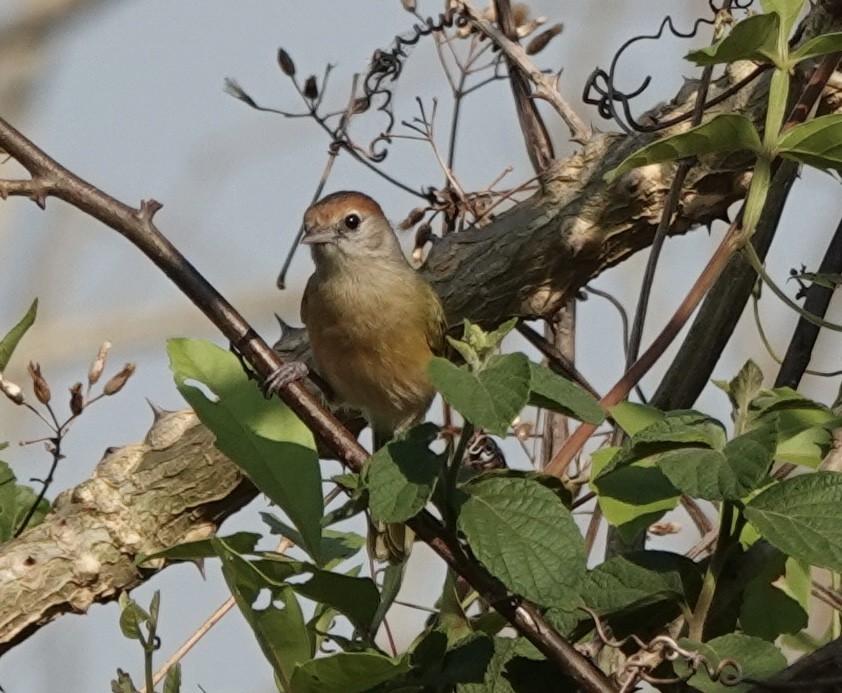Grauaugenvireo [unbeschriebene Beni-Form] - ML642713399