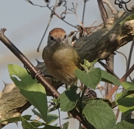 Grauaugenvireo [unbeschriebene Beni-Form] - ML642713400