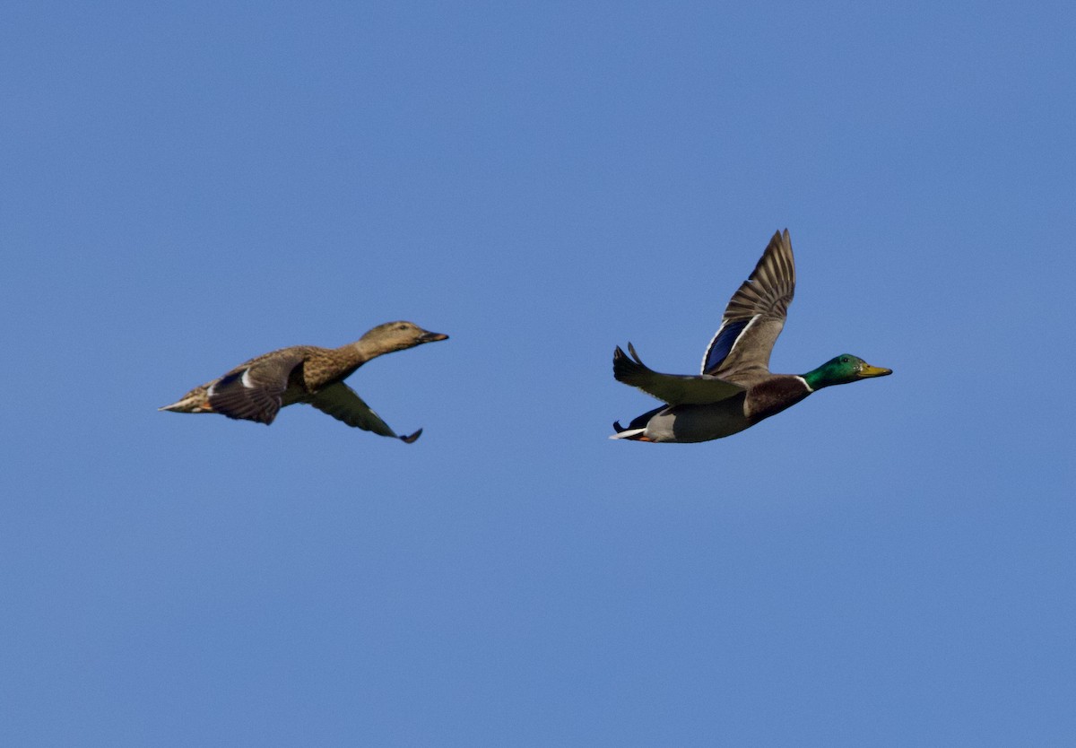 Mallard - ML642713461