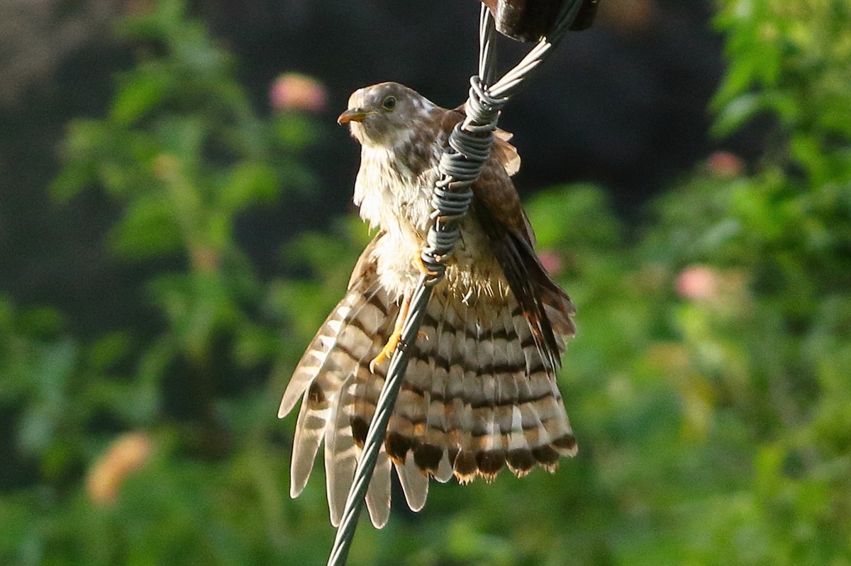 Common Hawk-Cuckoo - ML642713510