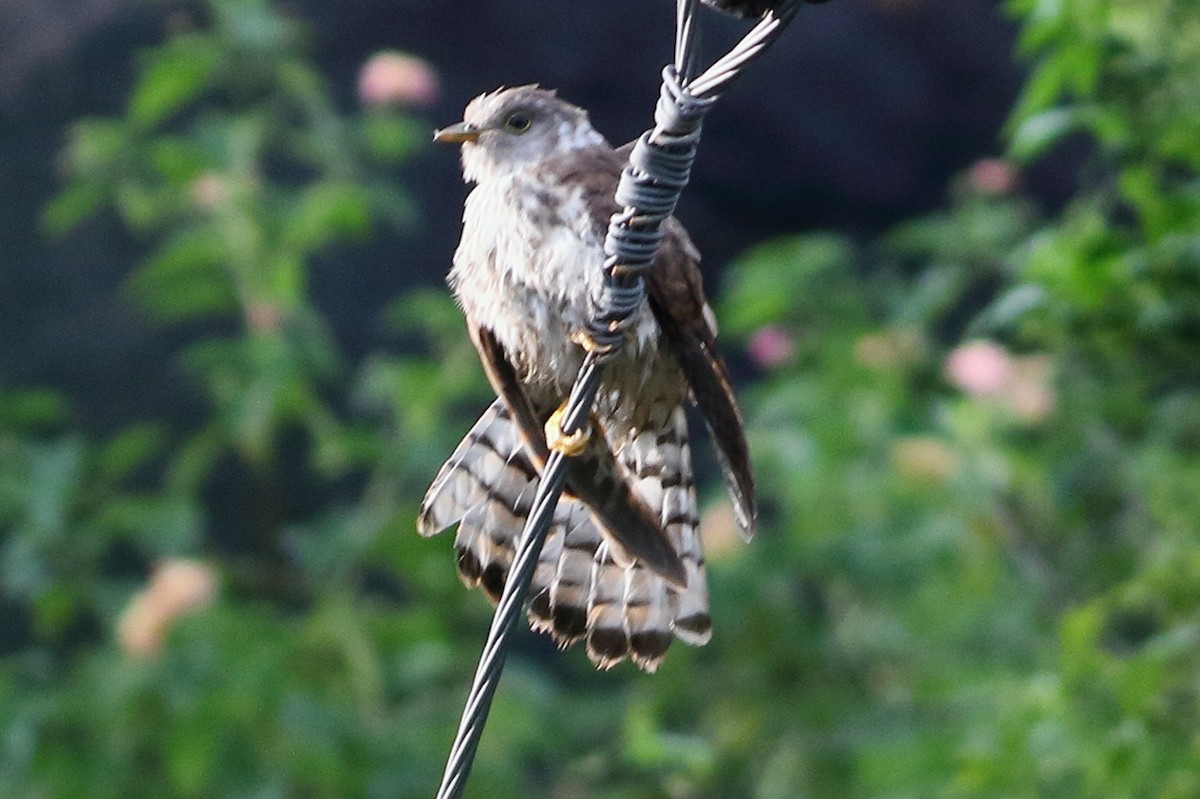 Common Hawk-Cuckoo - ML642713511
