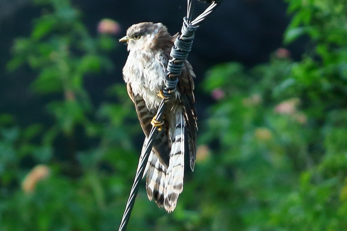 Common Hawk-Cuckoo - ML642713512
