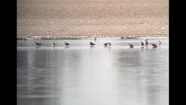 Stilt Sandpiper - ML642713515