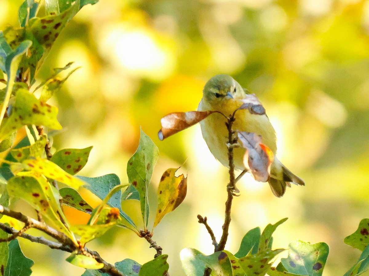 Tennessee Warbler - ML642713520