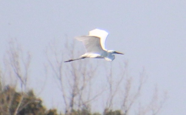 Цасч дэглий - ML642713531