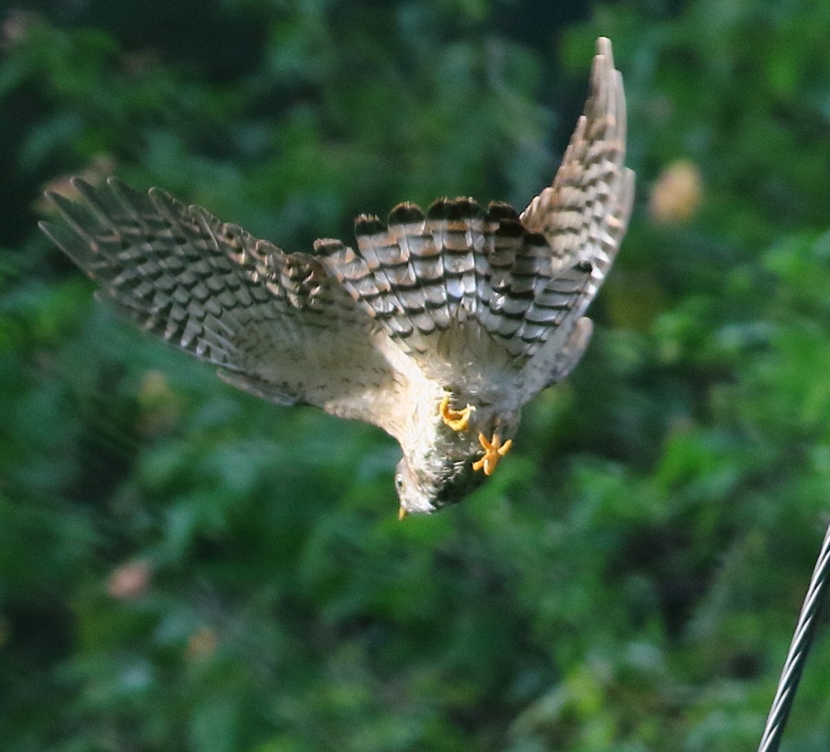 Common Hawk-Cuckoo - ML642713547