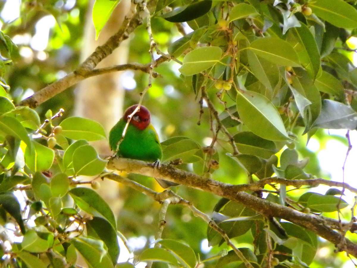 Bay-headed Tanager - ML642713549