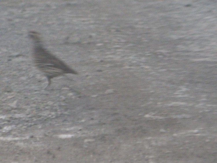 Spot-bellied Bobwhite - ML642713552