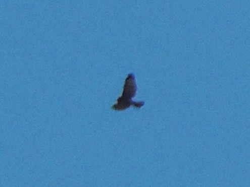 White-throated Hawk - ML642713553