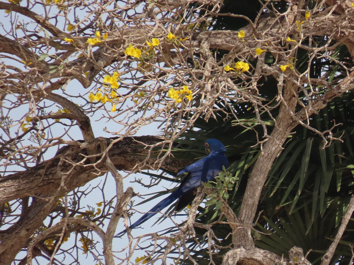 Hyacinth Macaw - ML642713576