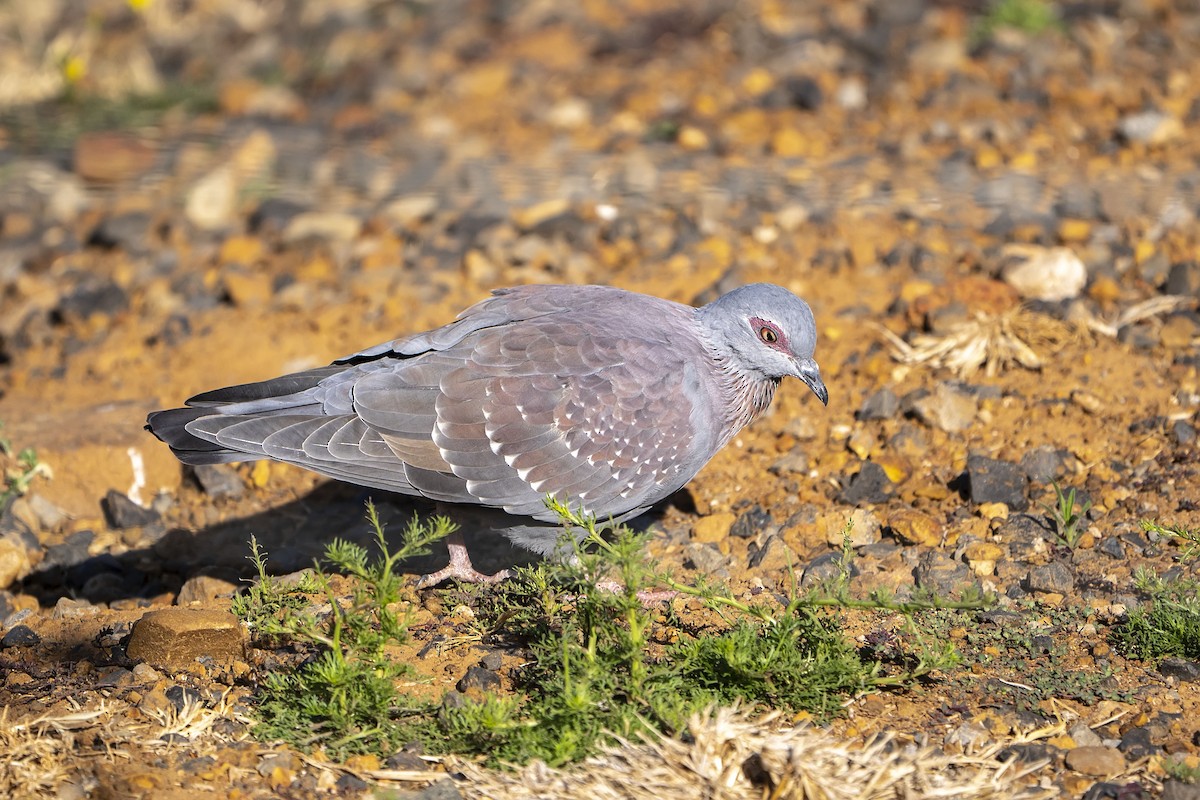 Speckled Pigeon - ML642713583