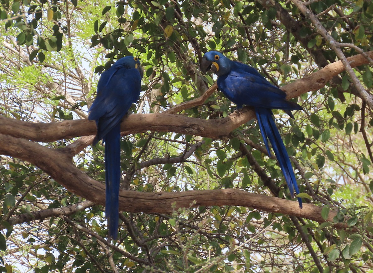 Hyacinth Macaw - ML642713592