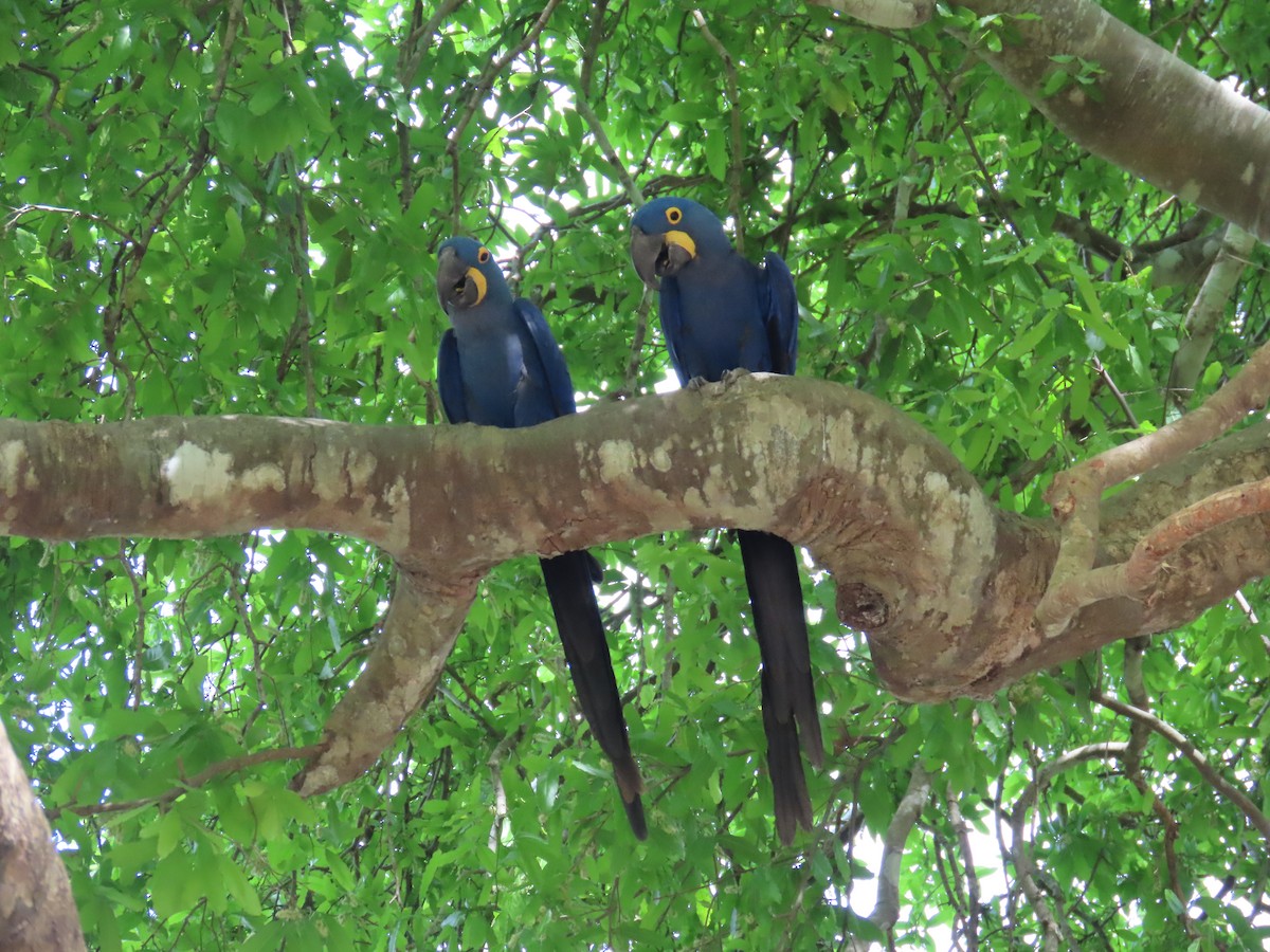 Hyacinth Macaw - ML642713600