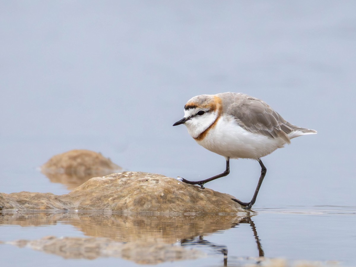 Chestnut-banded Plover - ML642713602
