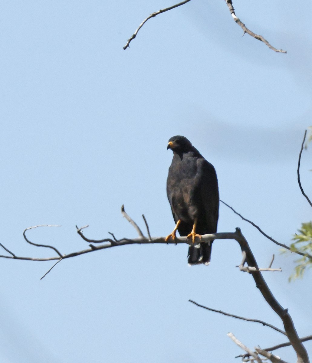 Common Black Hawk - ML642713613