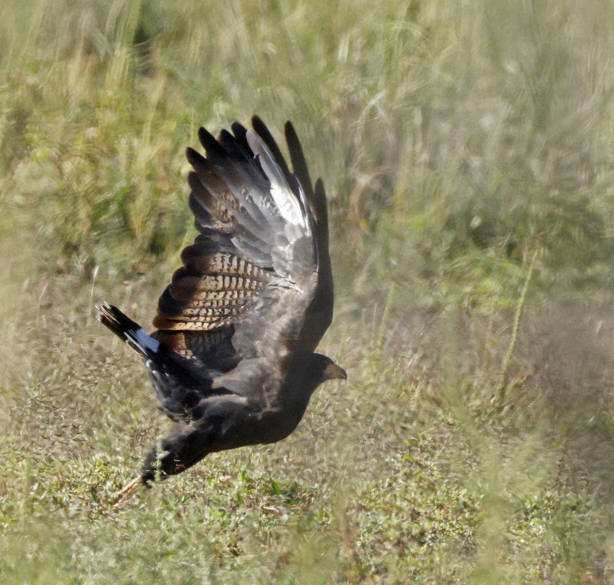 Common Black Hawk - ML642713614