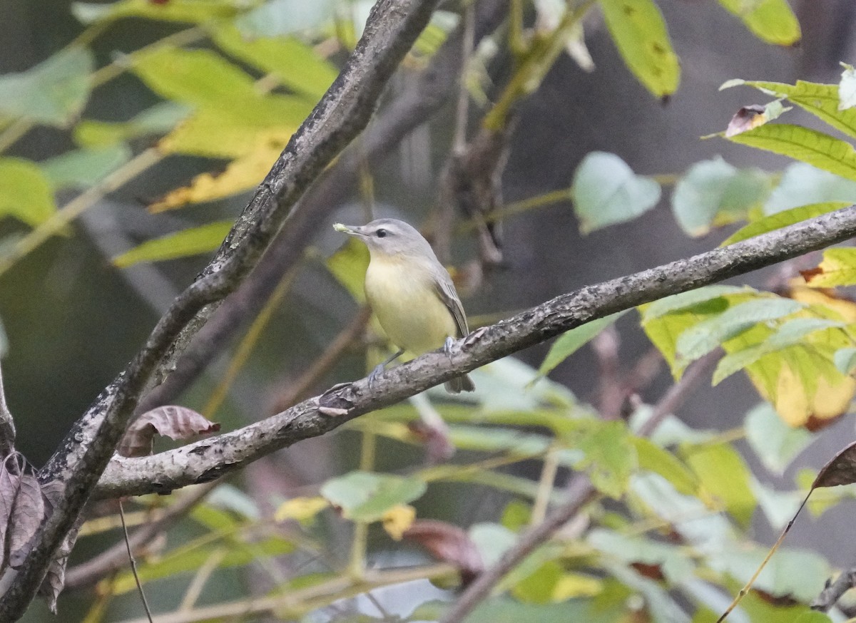 Philadelphia Vireo - ML642713617