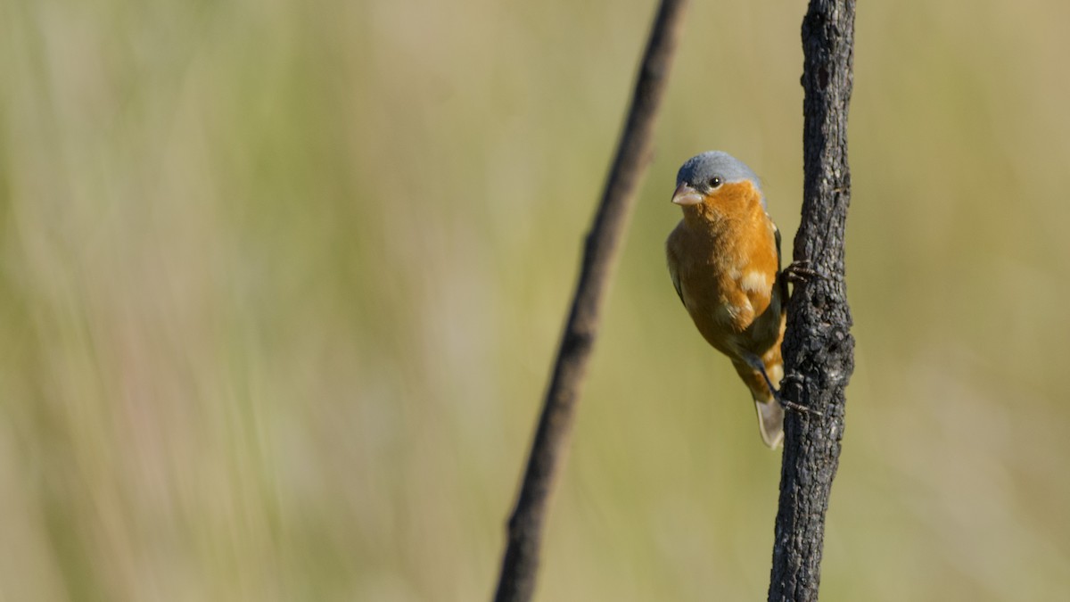 チャバラヒメウソ - ML642713643