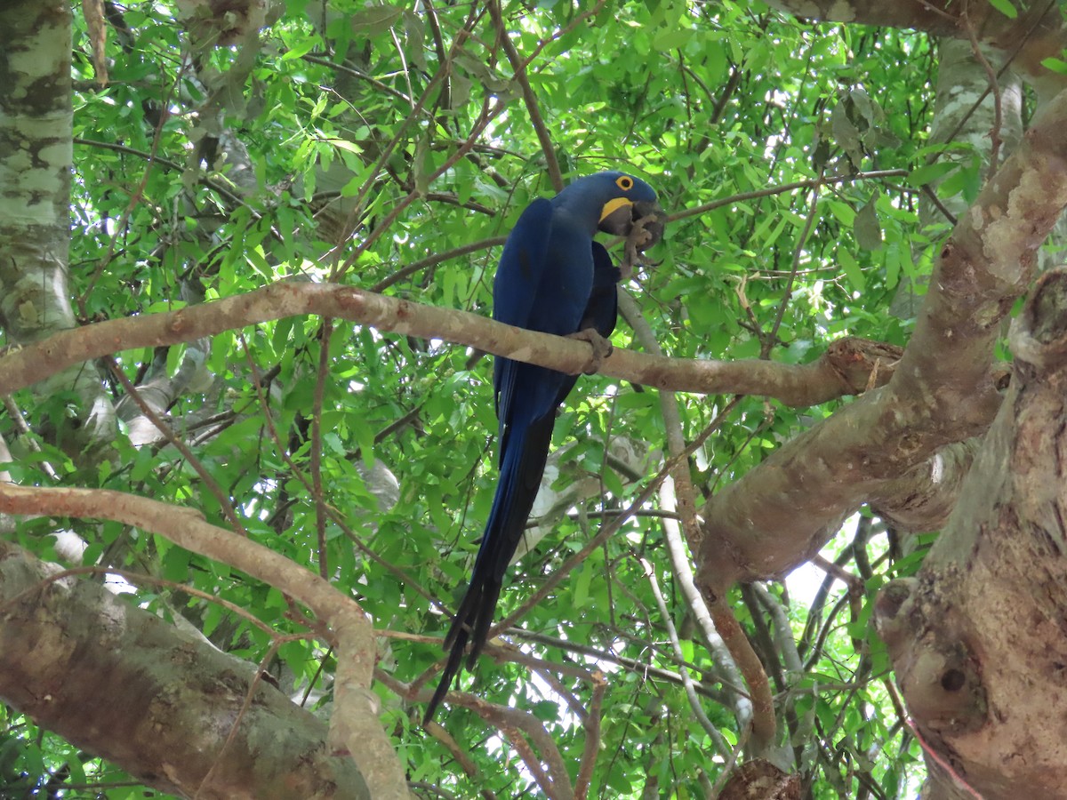 Hyacinth Macaw - ML642713650