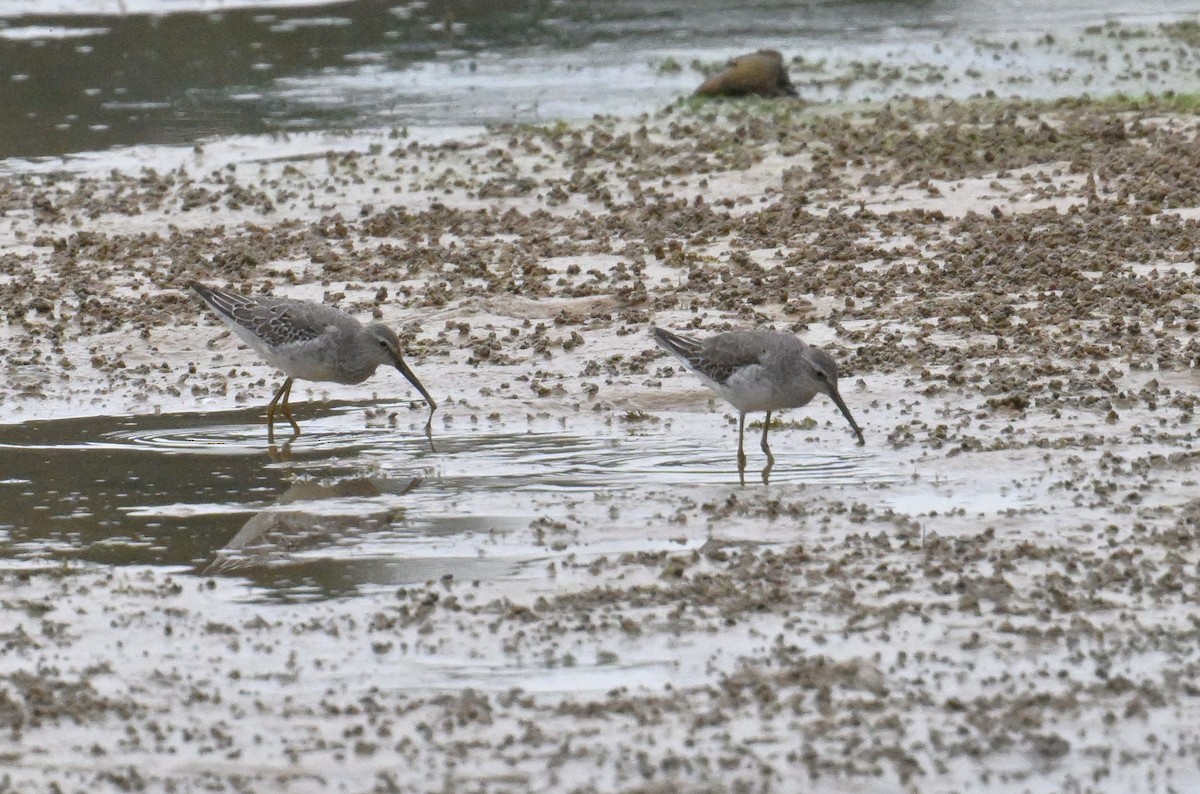 Stilt Sandpiper - ML642713651