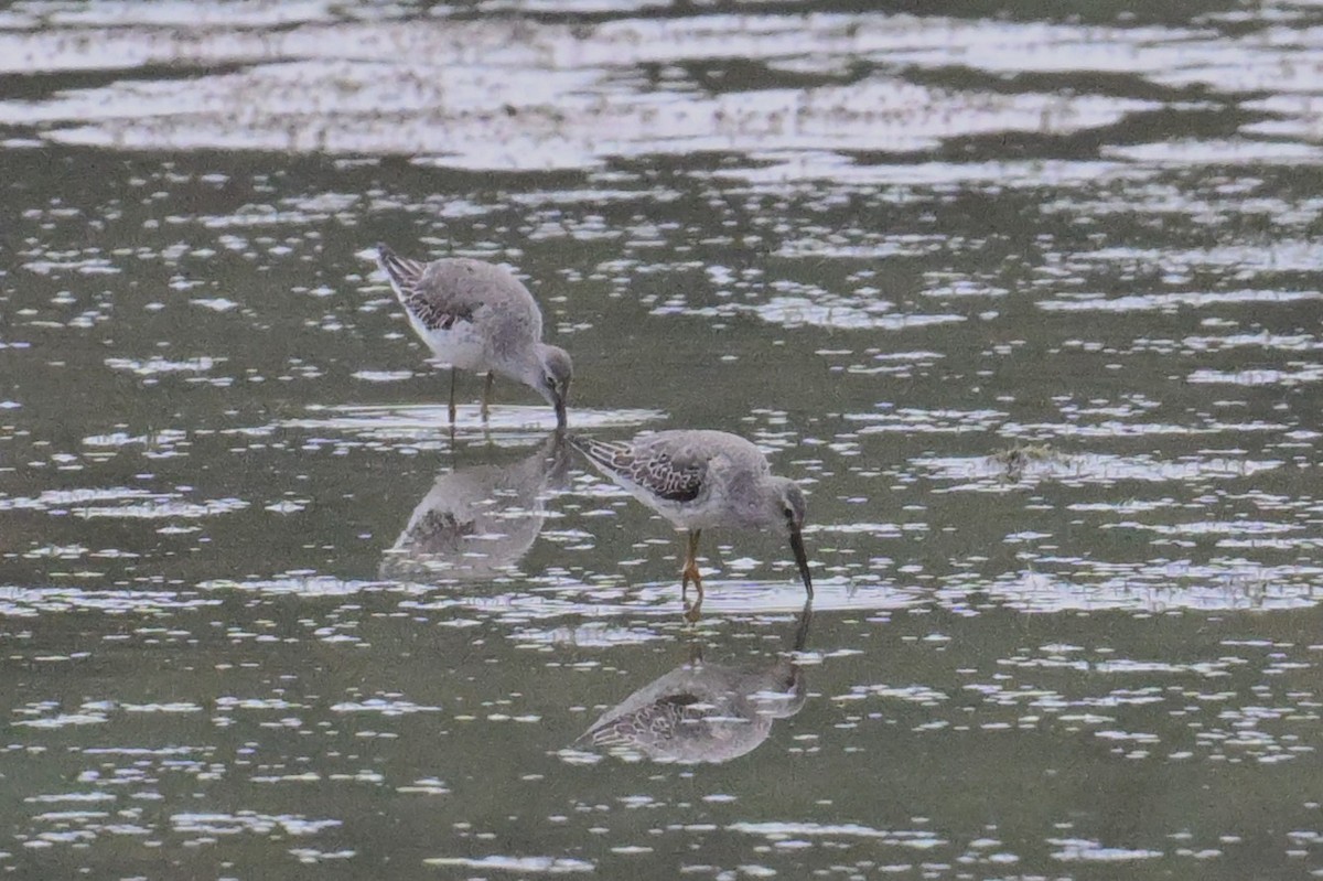 Stilt Sandpiper - ML642713662
