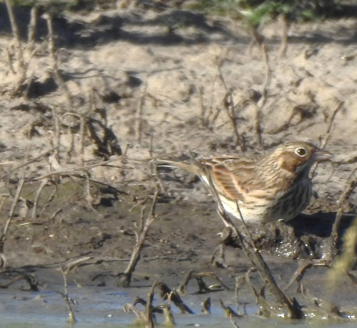 Vesper Sparrow - ML642713667