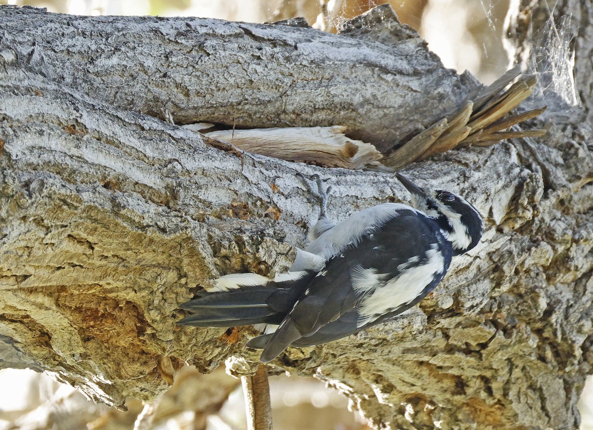 Hairy Woodpecker - ML642713668