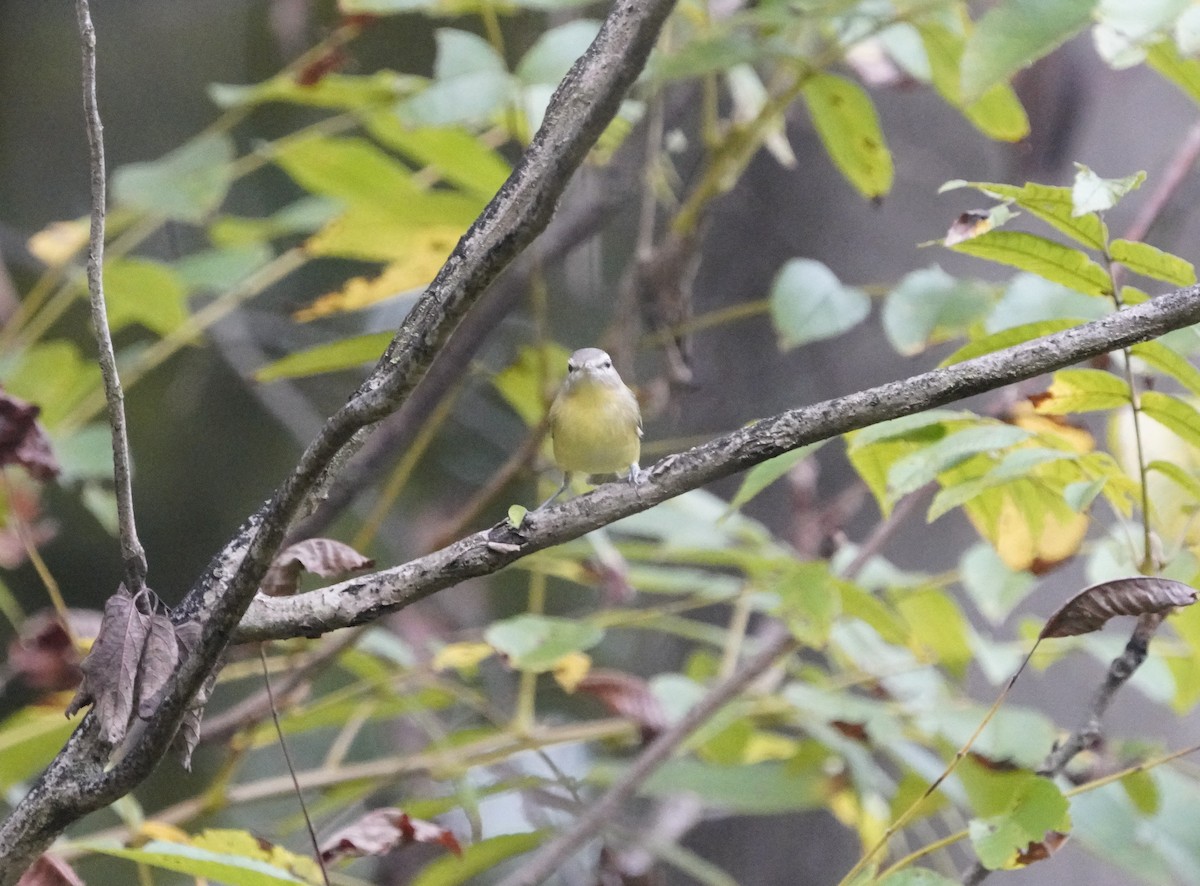 Philadelphia Vireo - ML642713670