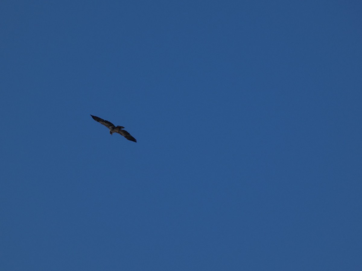 Bald Eagle - ML642713671