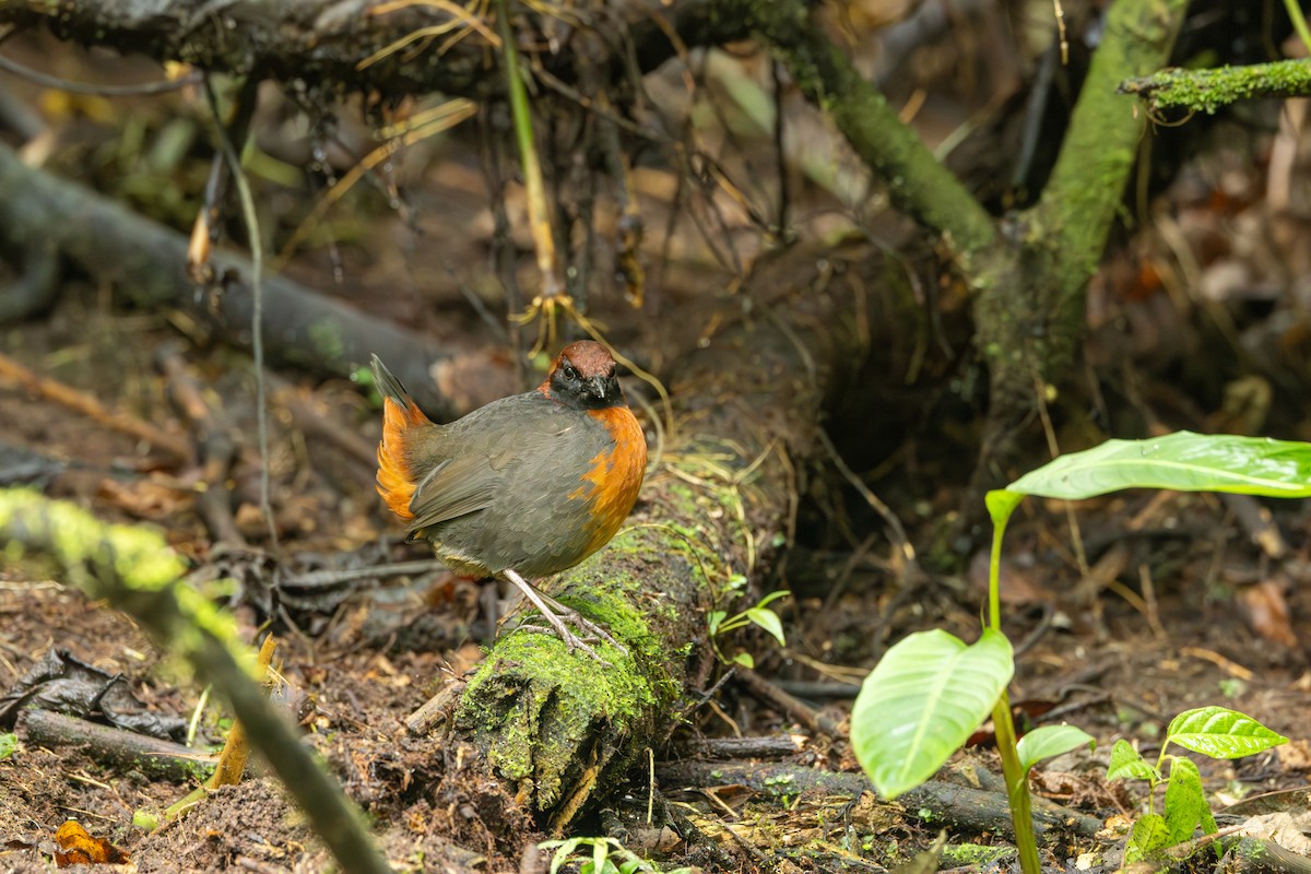 Rufous-breasted Antthrush - ML642713675