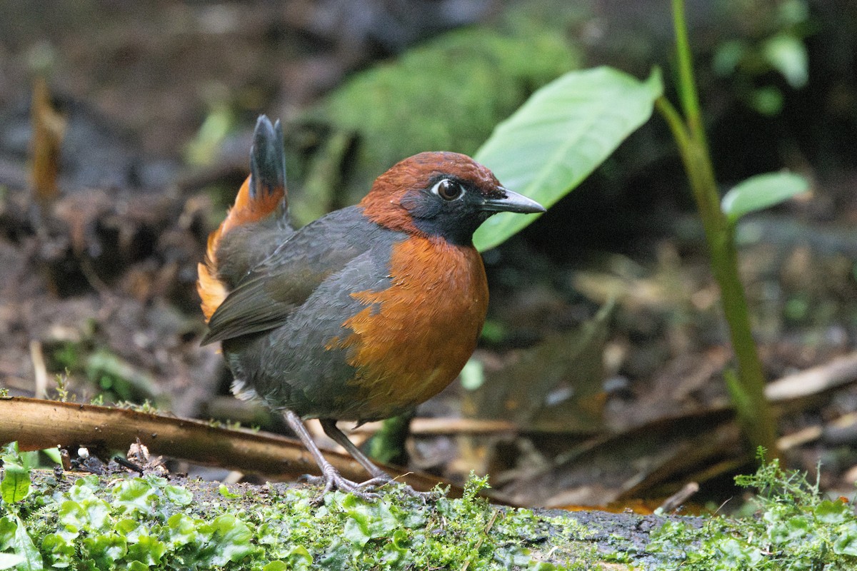 Rufous-breasted Antthrush - ML642713676