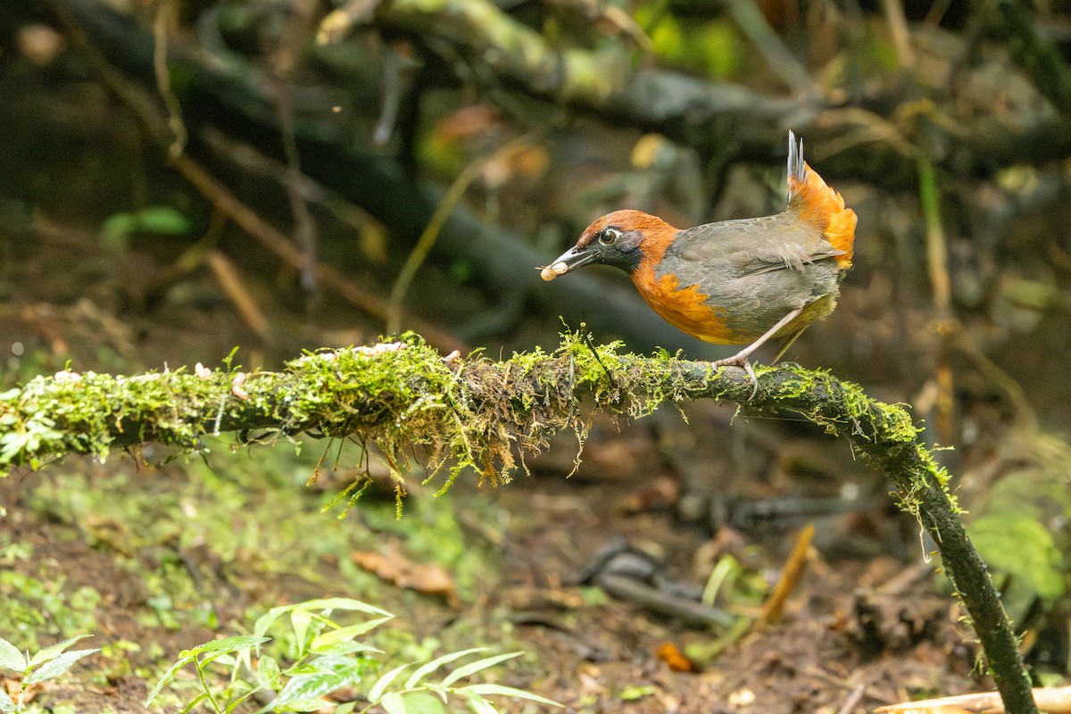 Rufous-breasted Antthrush - ML642713677