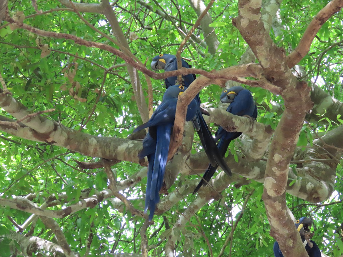 Hyacinth Macaw - ML642713681