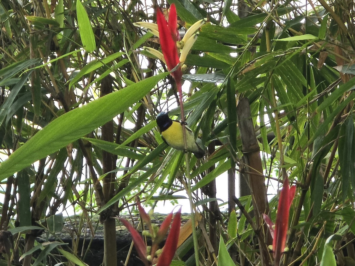 Indiennektarvogel - ML642713700