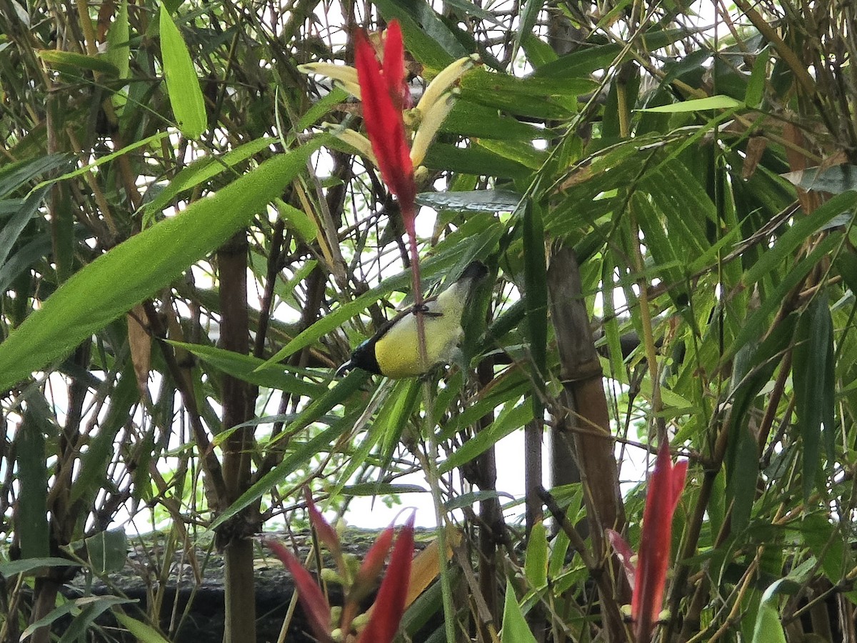 Indiennektarvogel - ML642713702