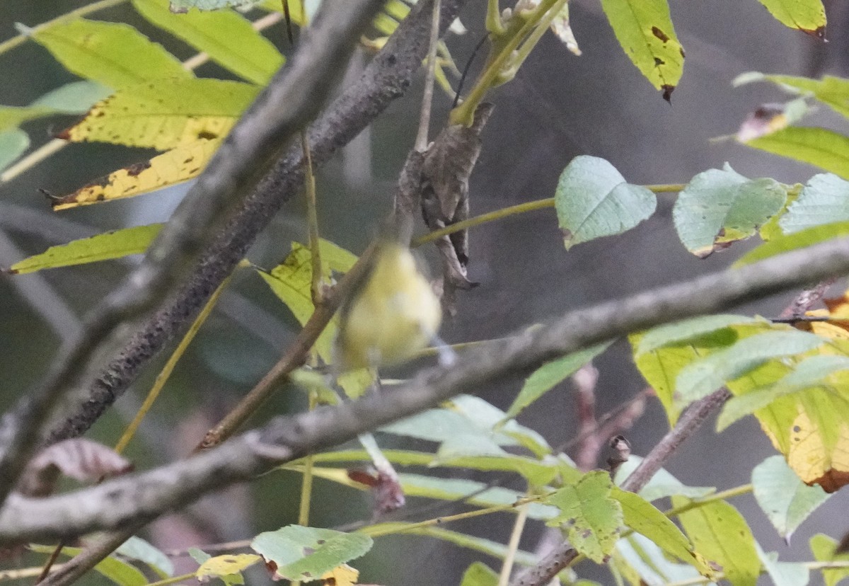 Philadelphia Vireo - ML642713710