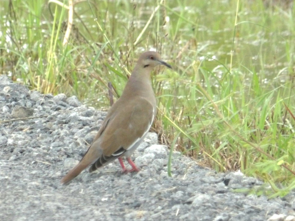 White-winged Dove - ML642713715