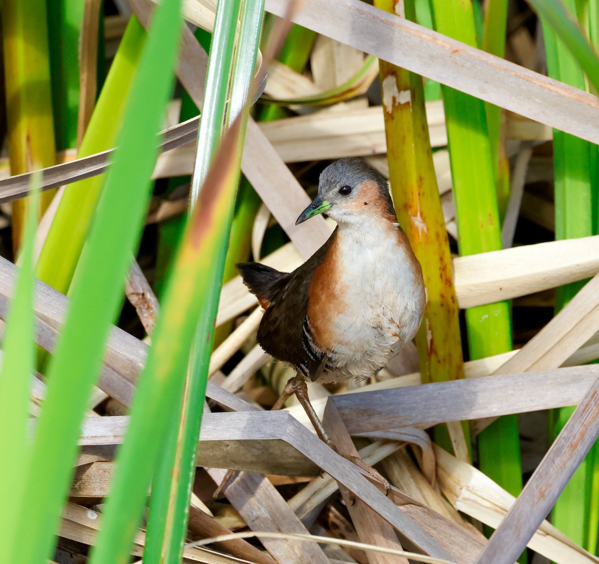 Rufous-sided Crake - ML642713741