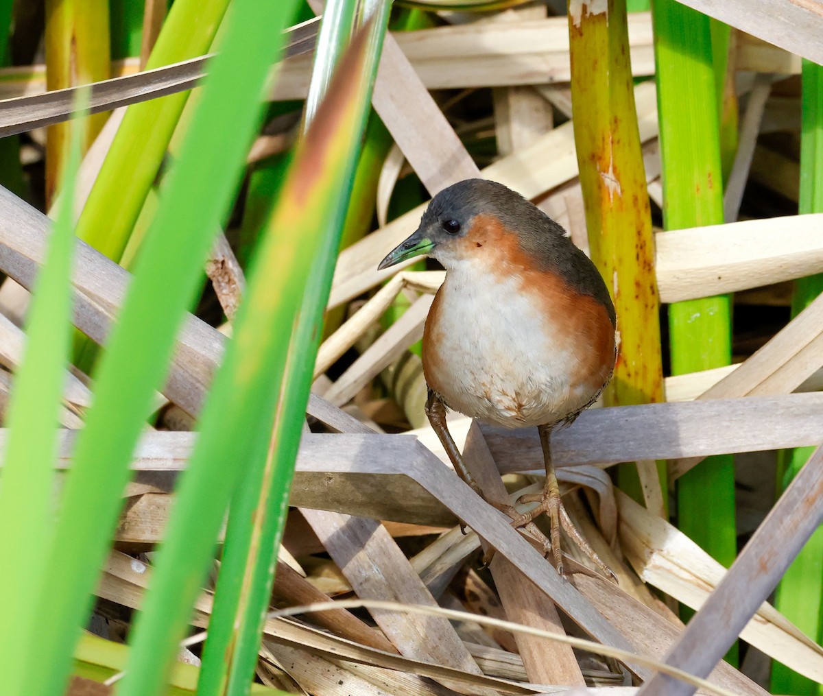 Rufous-sided Crake - ML642713742