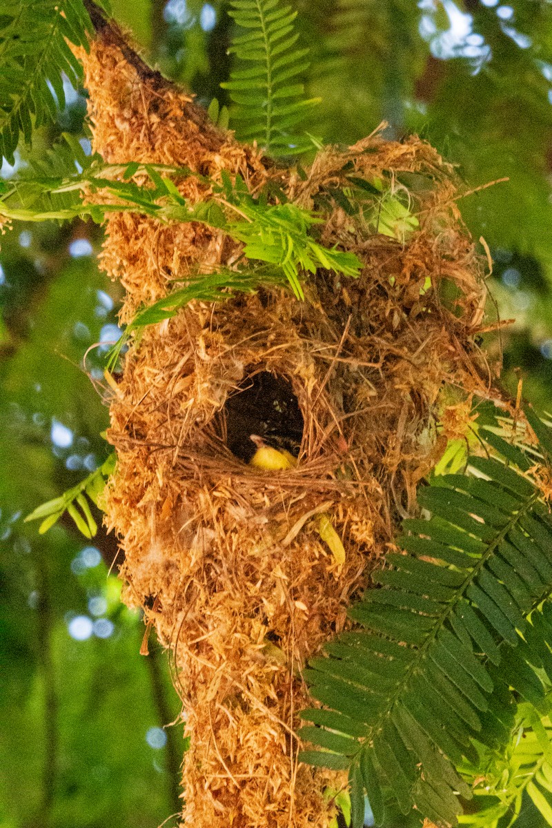 Common Tody-Flycatcher - ML642713760