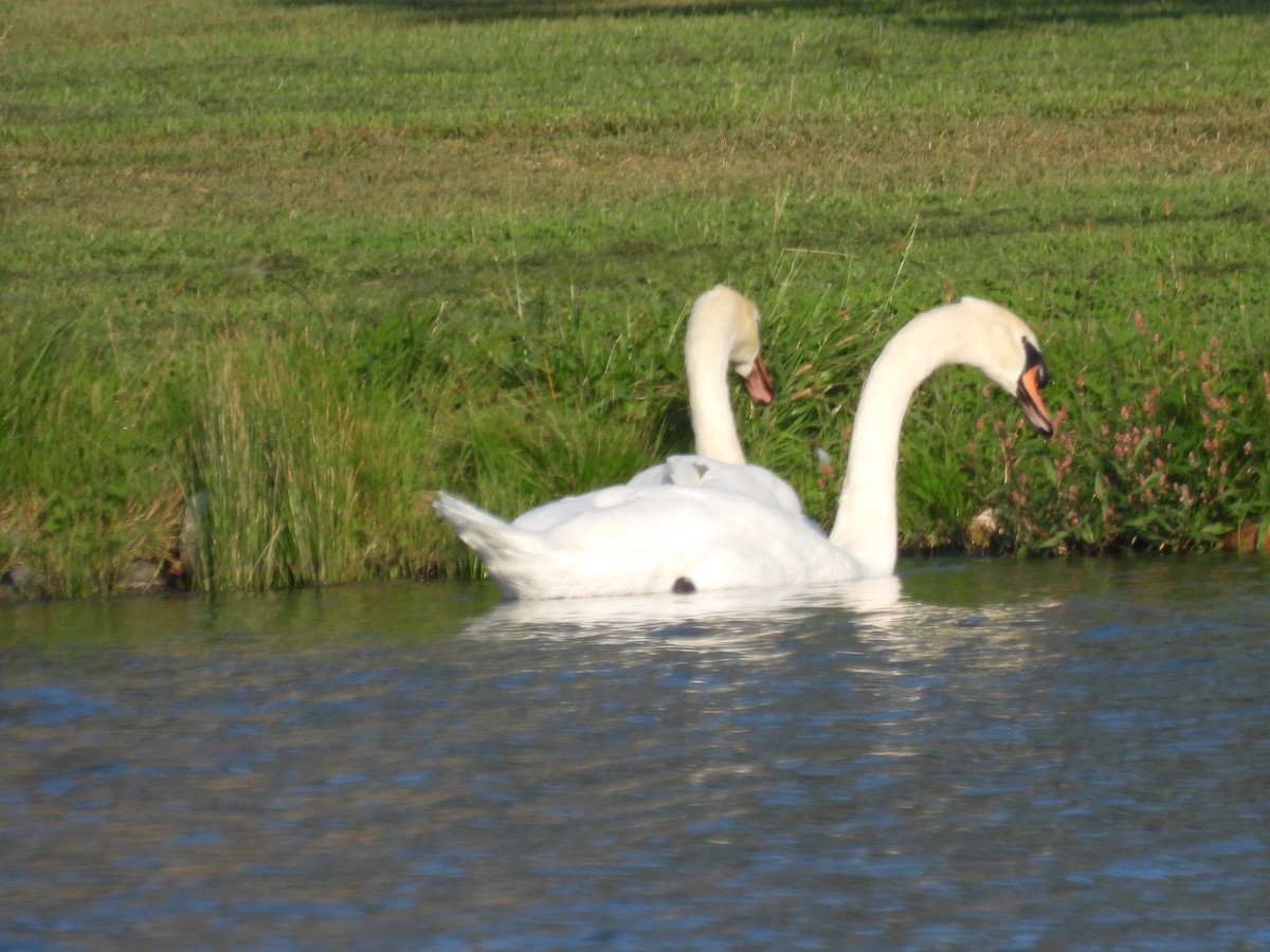 Mute Swan - ML642713768