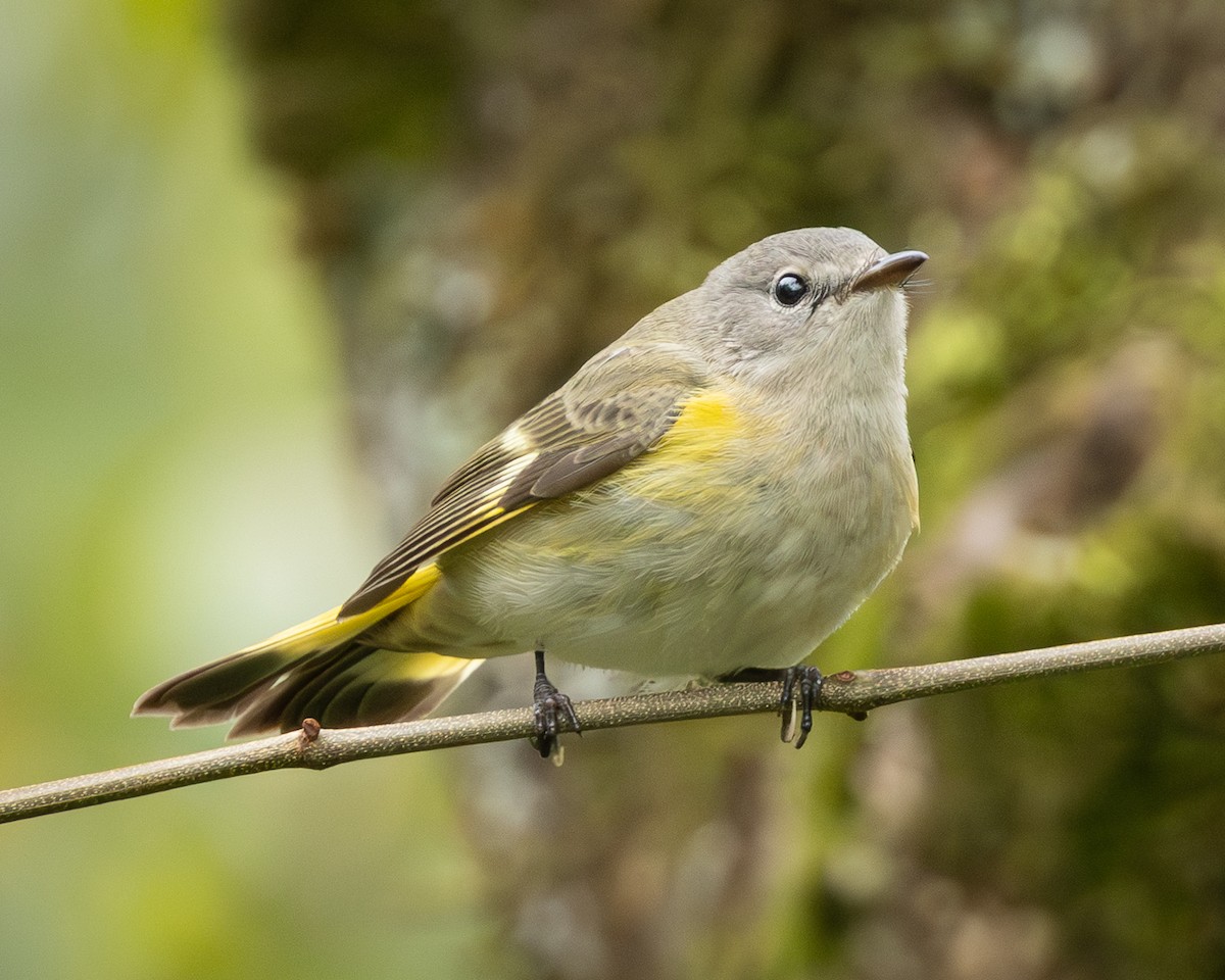 American Redstart - ML642713777