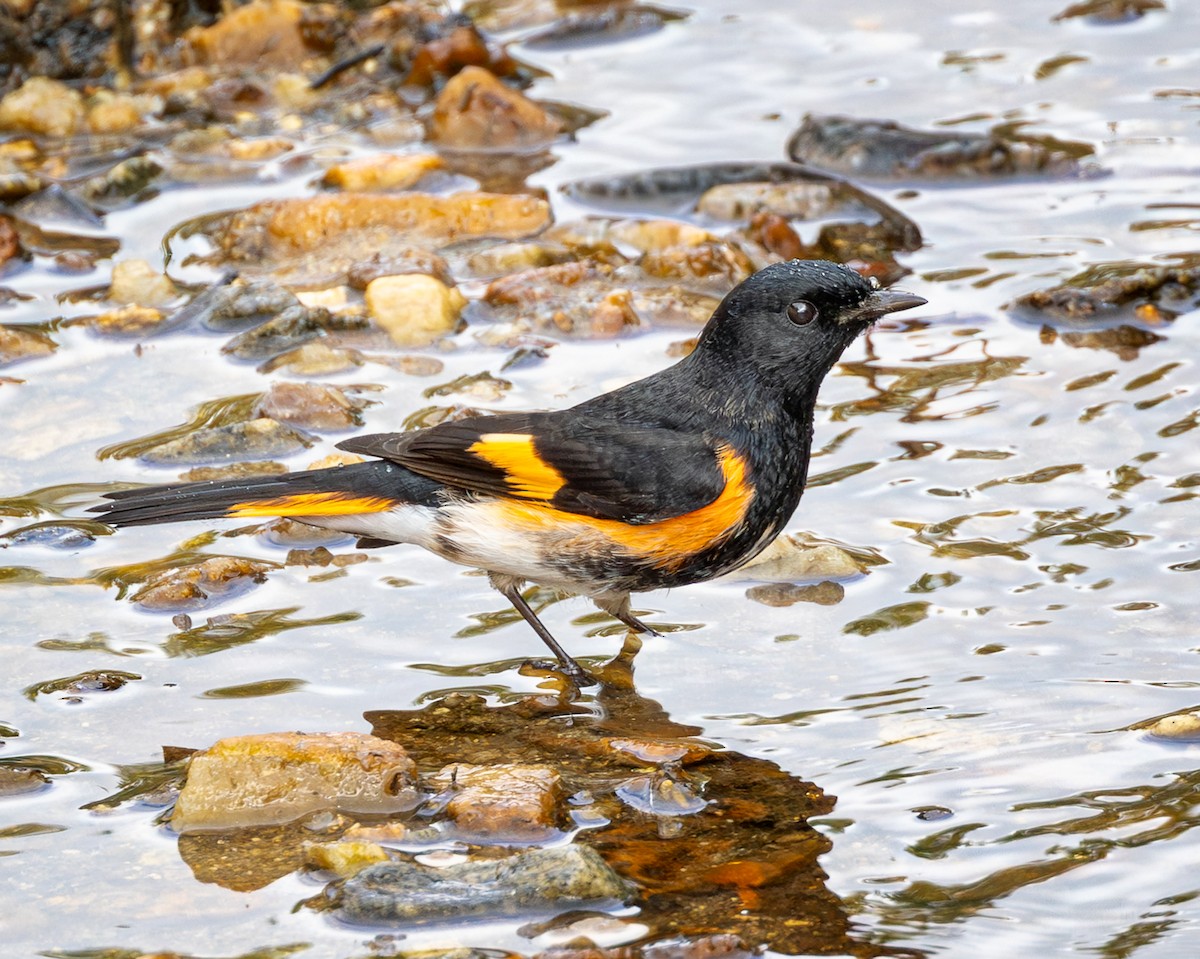 American Redstart - ML642713780