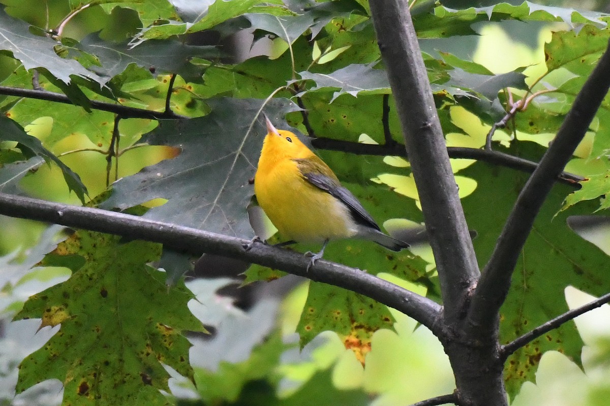 Prothonotary Warbler - ML642713791
