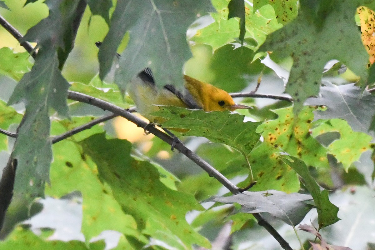 Prothonotary Warbler - ML642713795