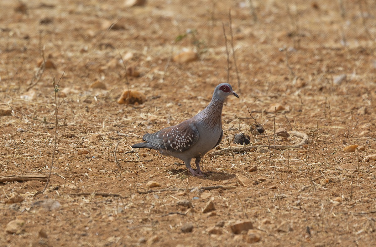Speckled Pigeon - ML642713796